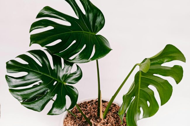 A vibrant Monstera deliciosa potted plant with large green leaves on white background.