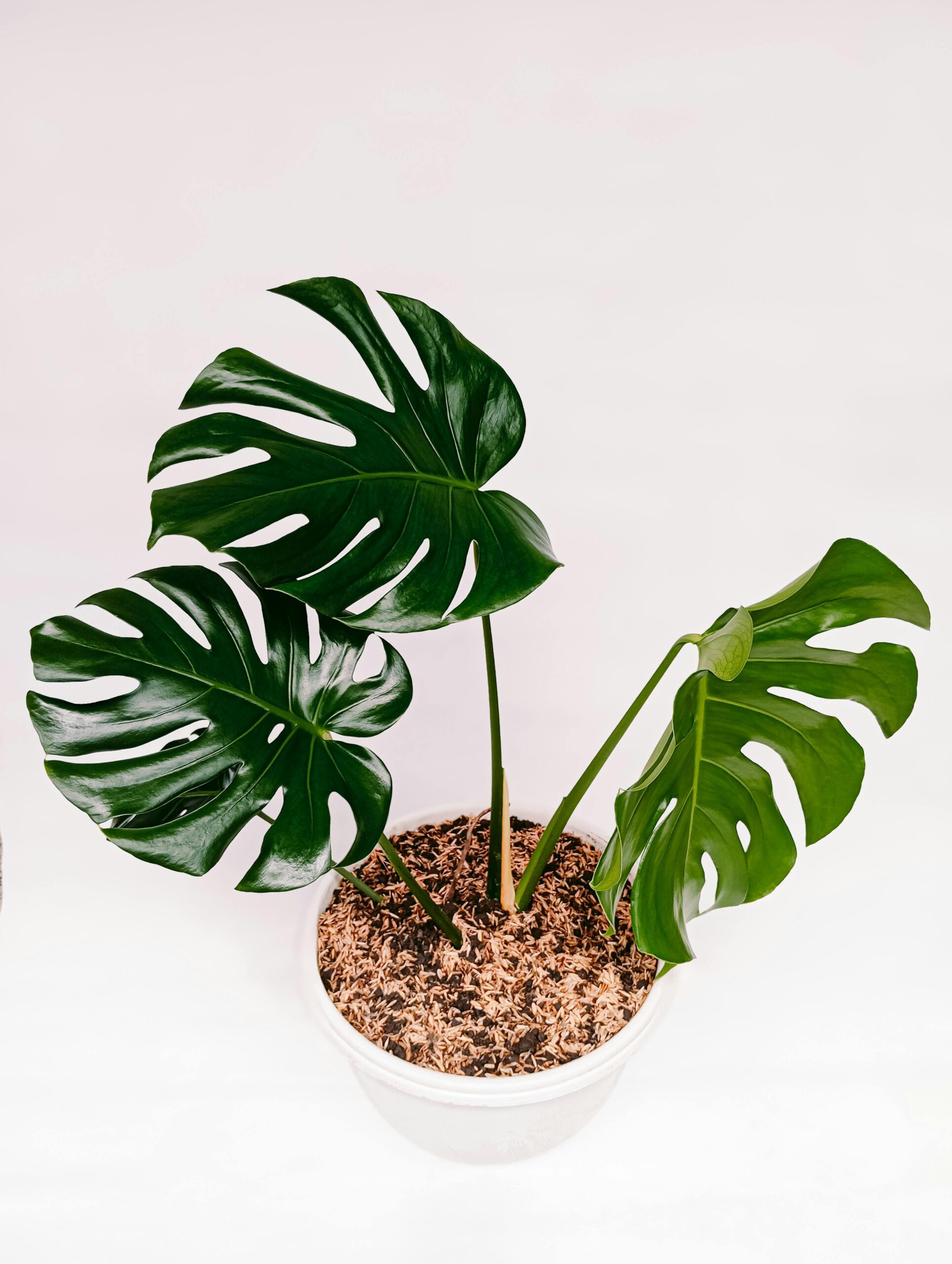 A vibrant Monstera deliciosa potted plant with large green leaves on white background.