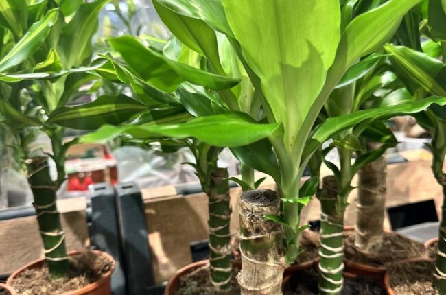 Dracaena fragrans Compacta – драцена в саксия