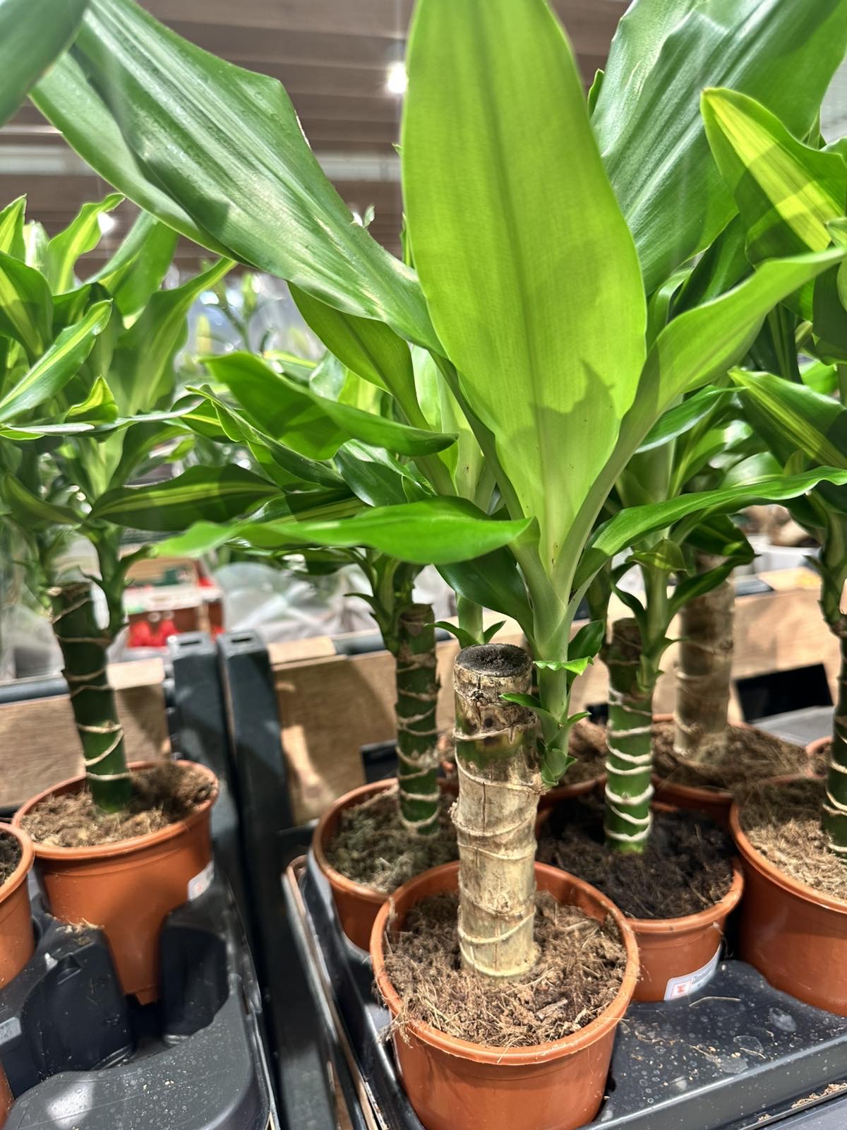 Dracaena fragrans Compacta – драцена в саксия