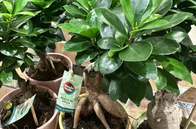 Ficus microcarpa Ginseng – фикус джинсенг в саксия