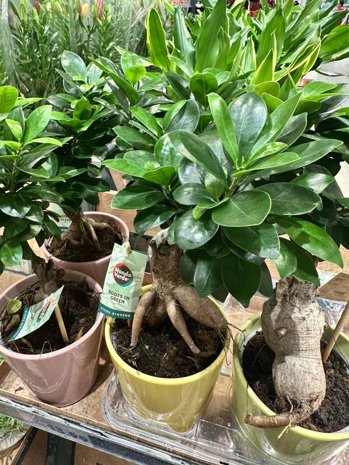 Ficus microcarpa Ginseng – фикус джинсенг в саксия