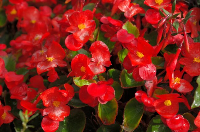 ice begonias, flower, blossoms, red, flora, flower background, semperflorens begonias, begonia semperflorens cultorum, begonia semperflorens hybrids, eyes of god, flower wallpaper, nature, begonia leaf plants, begoniaceae, ocimum begonia, begonia, beautiful flowers, multicoloured, coloured, colorful, cherry red, bedding plant, balcony plant, bright, bedding begonias