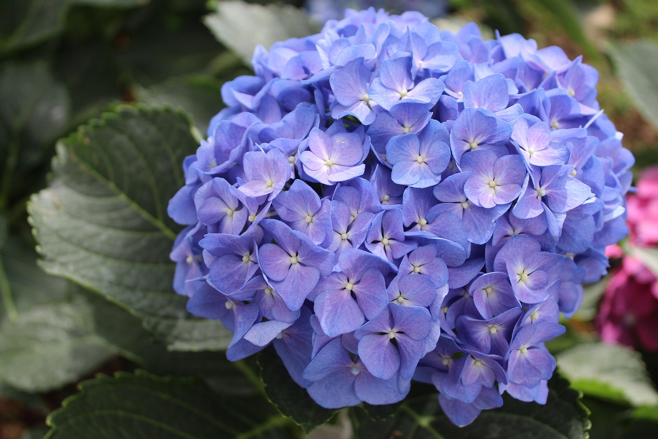 hydrangea macrophylla, flower of hydrangea, hydrangea blue, blue hydrangea, hydrangeaceae, hydrangea, nature, inflorescence, flowers, hydrangeas, beautiful, hortensia, yard, flower background, beautiful flowers, flower wallpaper, flora, woody