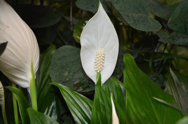 flower, flower background, plant, spathiphyllum white, gift, to offer, decoration, beautiful flowers, nature, flower wallpaper, botanical, flowering plants