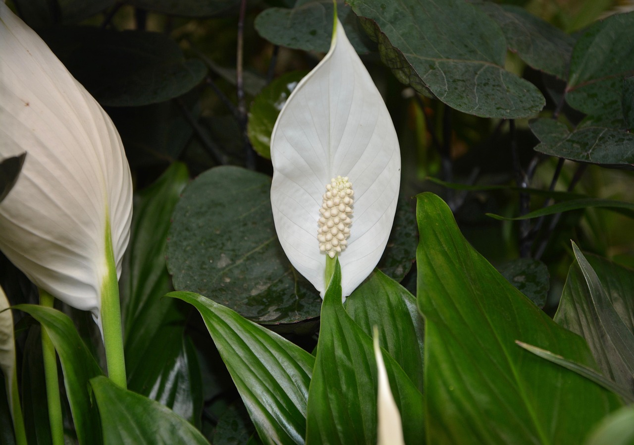 flower, flower background, plant, spathiphyllum white, gift, to offer, decoration, beautiful flowers, nature, flower wallpaper, botanical, flowering plants