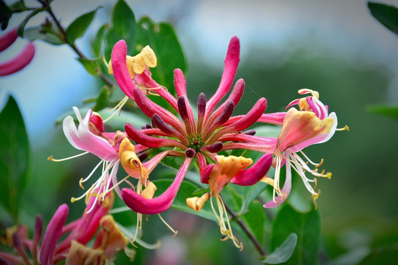 blossom, bloom, forest honeysuckle, nature, lonicera periclymenum, plant, honeysuckle