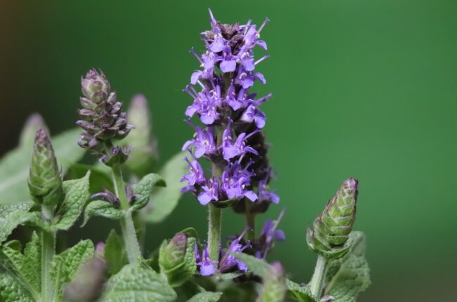 sage, salvia, inflorescence, blue flowers, medicinal plant, buds, ornamental plant