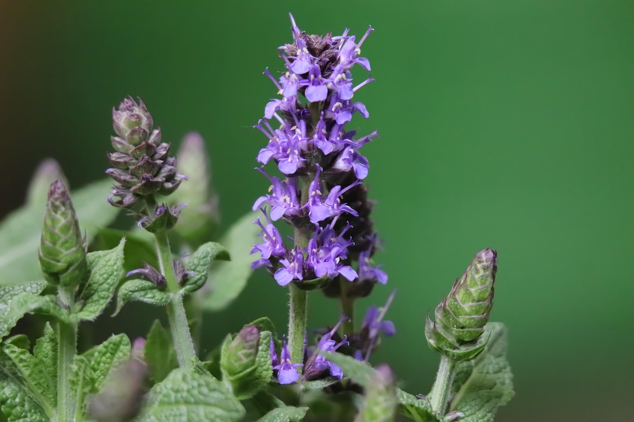 sage, salvia, inflorescence, blue flowers, medicinal plant, buds, ornamental plant