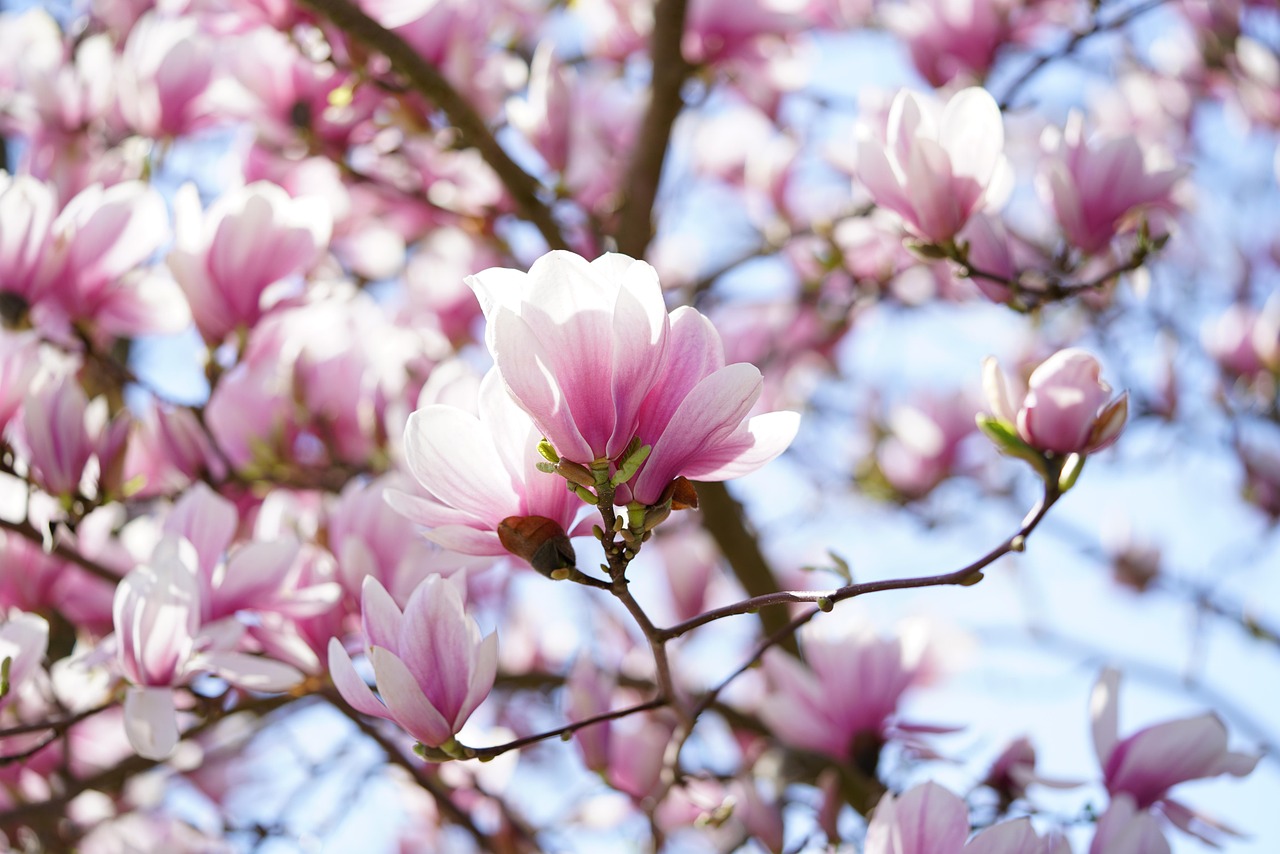 tulip magnolia, magnolia, magnolia flower, sea of flowers, blooming, blossom, bloom, dark red, violet, purple, reddish, red-purple, magnolia family, magnoliaceae, ornamental wood, magnolia × soulangeana, magnolias, yulan magnolia, magnolia denudata, purple magnolia, magnolia liliiflora, magnolia, magnolia, magnolia, magnolia, magnolia