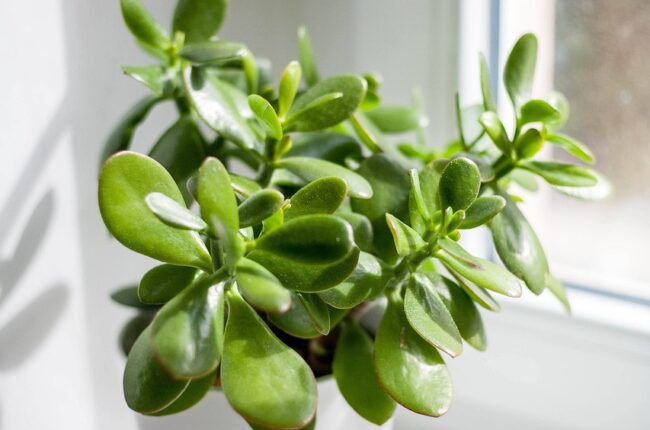 pigmyweeds, leaves, plant, pot, nature, window, crassula, succulent, indoor plant, sunshine