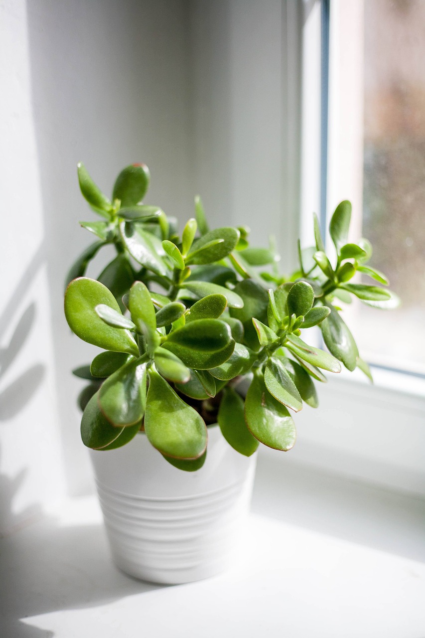 pigmyweeds, leaves, plant, pot, nature, window, crassula, succulent, indoor plant, sunshine