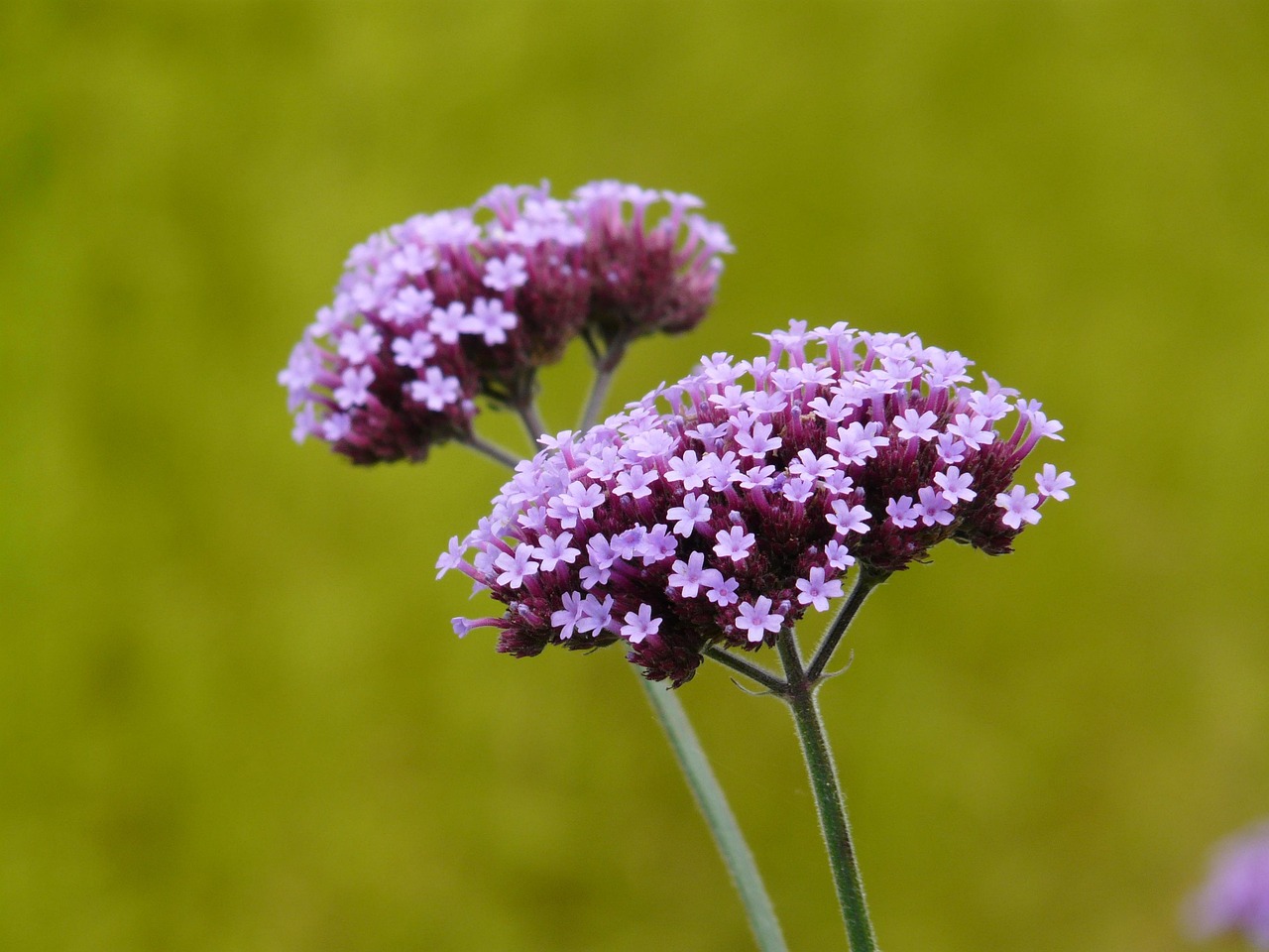 verbena, plant, blossom, nature, bloom, purple, violet, multi-flowered, stalk, high, long, high verbena, verbena bonariensis, argentinian verbena