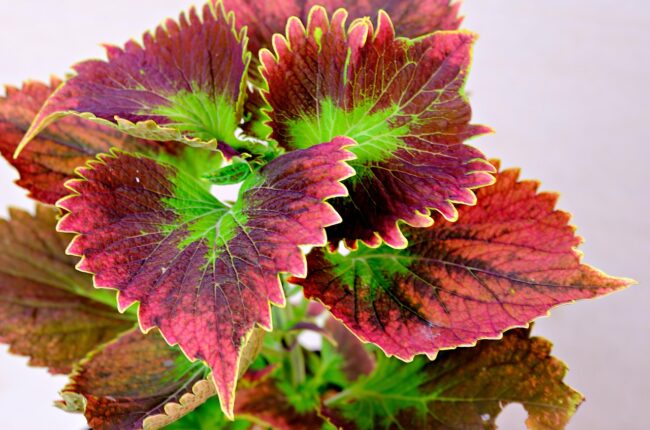leaves, coleus, pattern, nature, coleus, coleus, coleus, coleus, coleus
