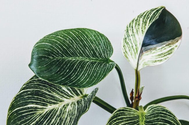 Close-up of a vibrant Calathea plant showcasing its variegated leaves against a simple white background, perfect for home decor inspiration.