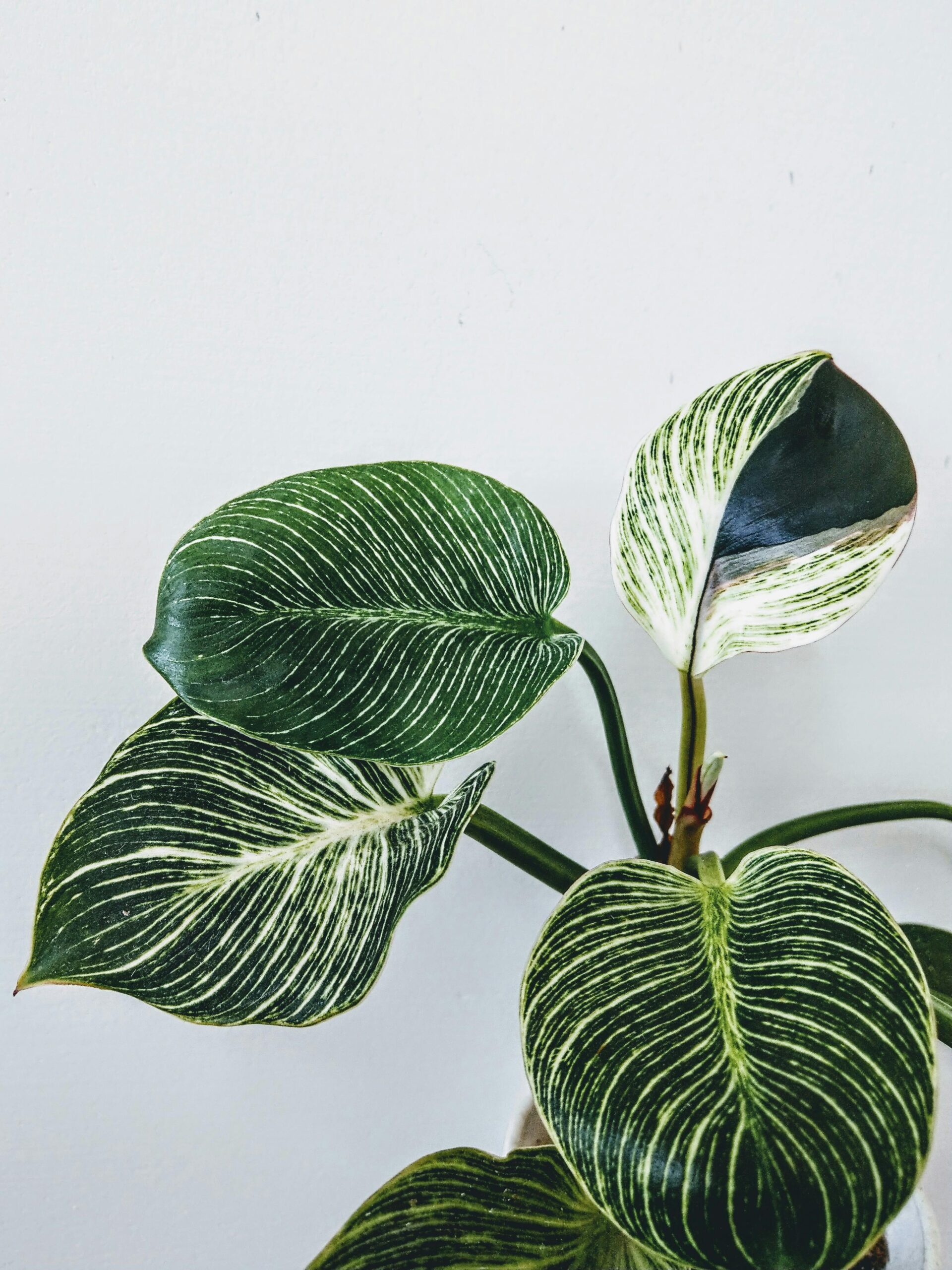 Close-up of a vibrant Calathea plant showcasing its variegated leaves against a simple white background, perfect for home decor inspiration.