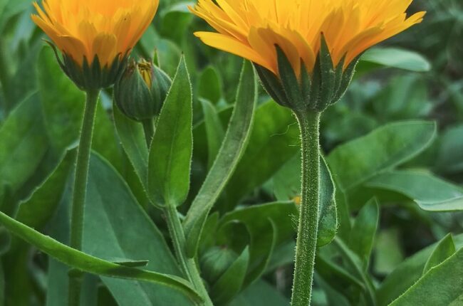 Оранжев цвят на невен в слънчева градина, Calendula officinalis