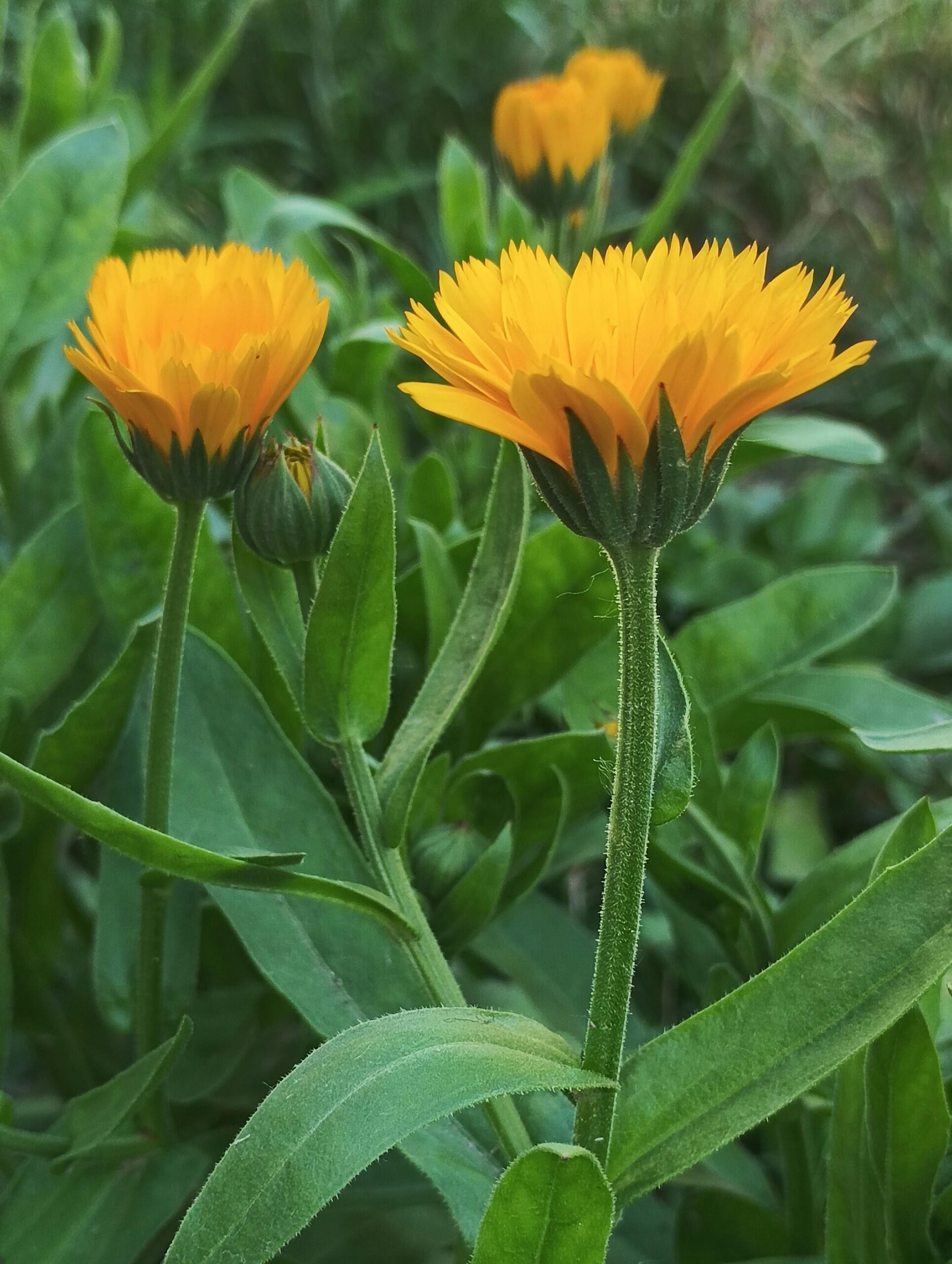 Оранжев цвят на невен в слънчева градина, Calendula officinalis