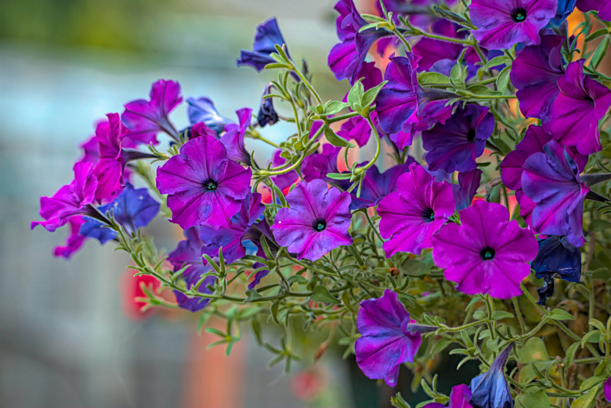 Close-up of vivid purple petunias in full bloom, showcasing natural beauty.