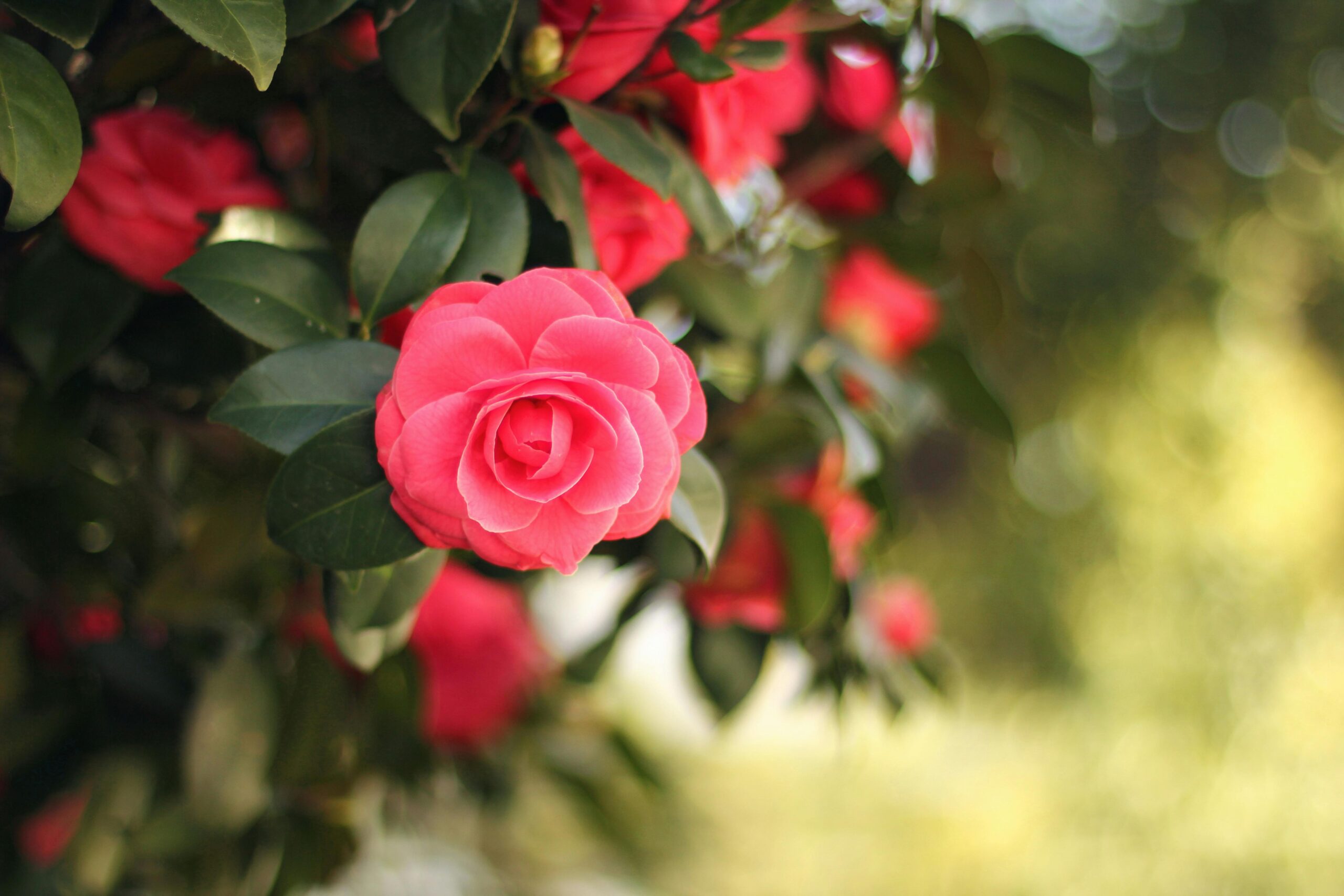 Beautiful close-up of a pink camellia flower in bloom with soft background bokeh. Perfect for nature and gardening themes.