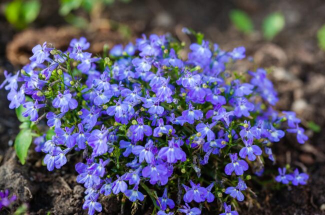 Stunning purple lobelia flowers in full bloom, showcasing nature's beauty and vibrant colors.