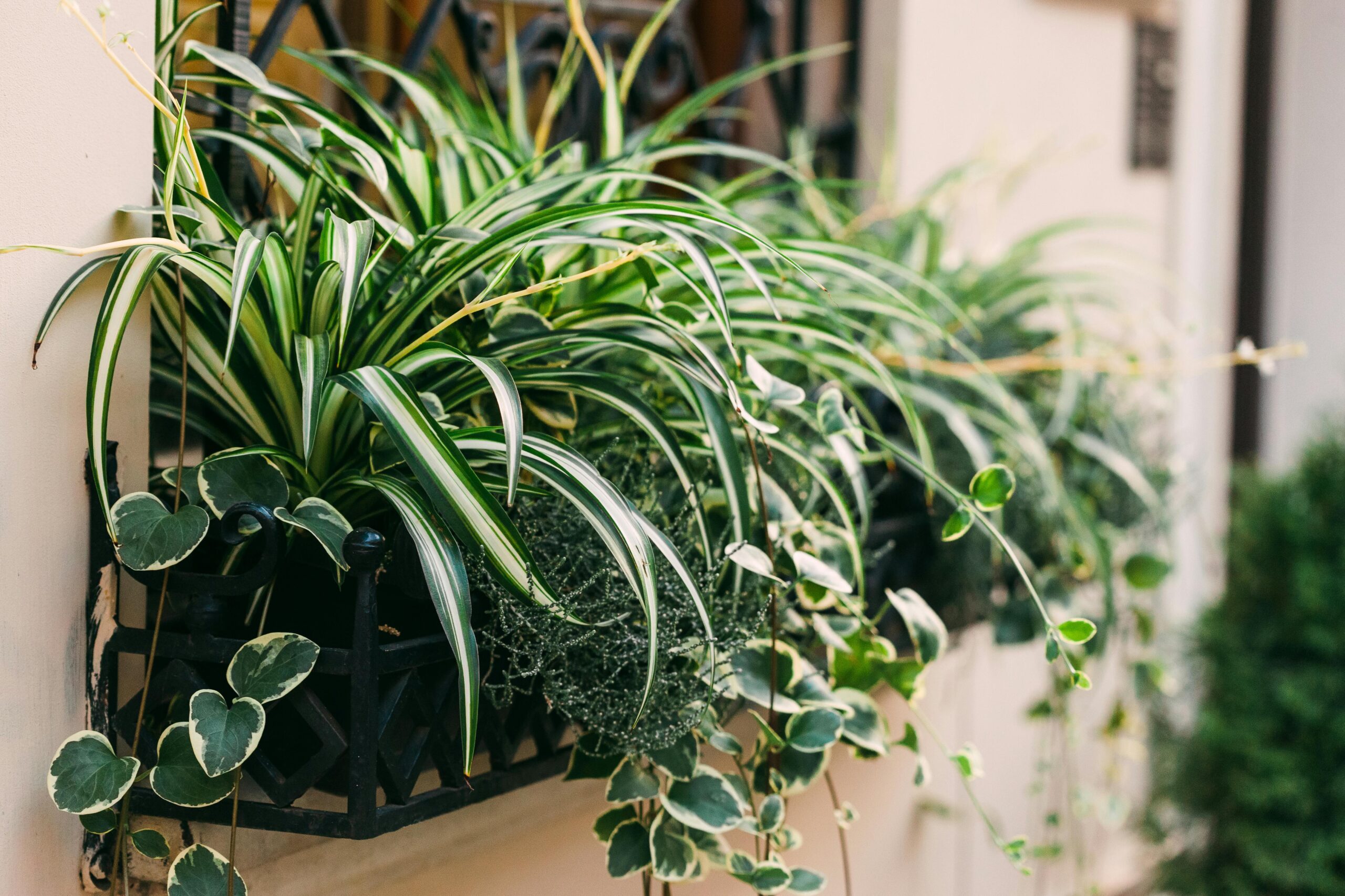 Beautiful spider plants and variegated leaves in a window planter, adding a natural touch indoors.