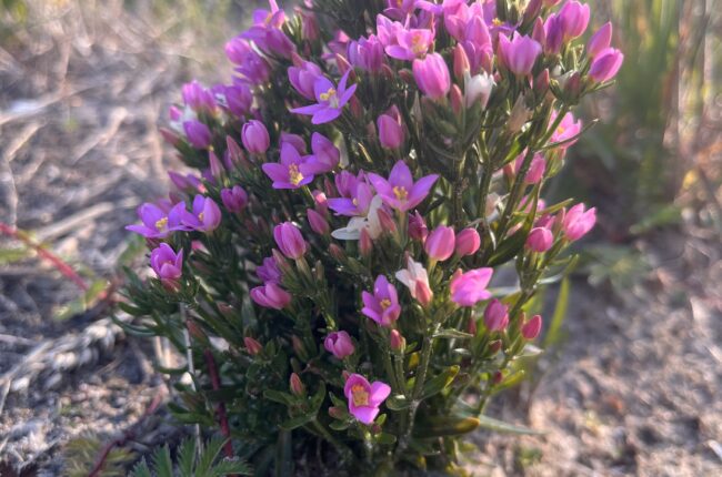 Червена тинтява (Centaurium erythraea) с розови цветчета, растяща на слънчева поляна