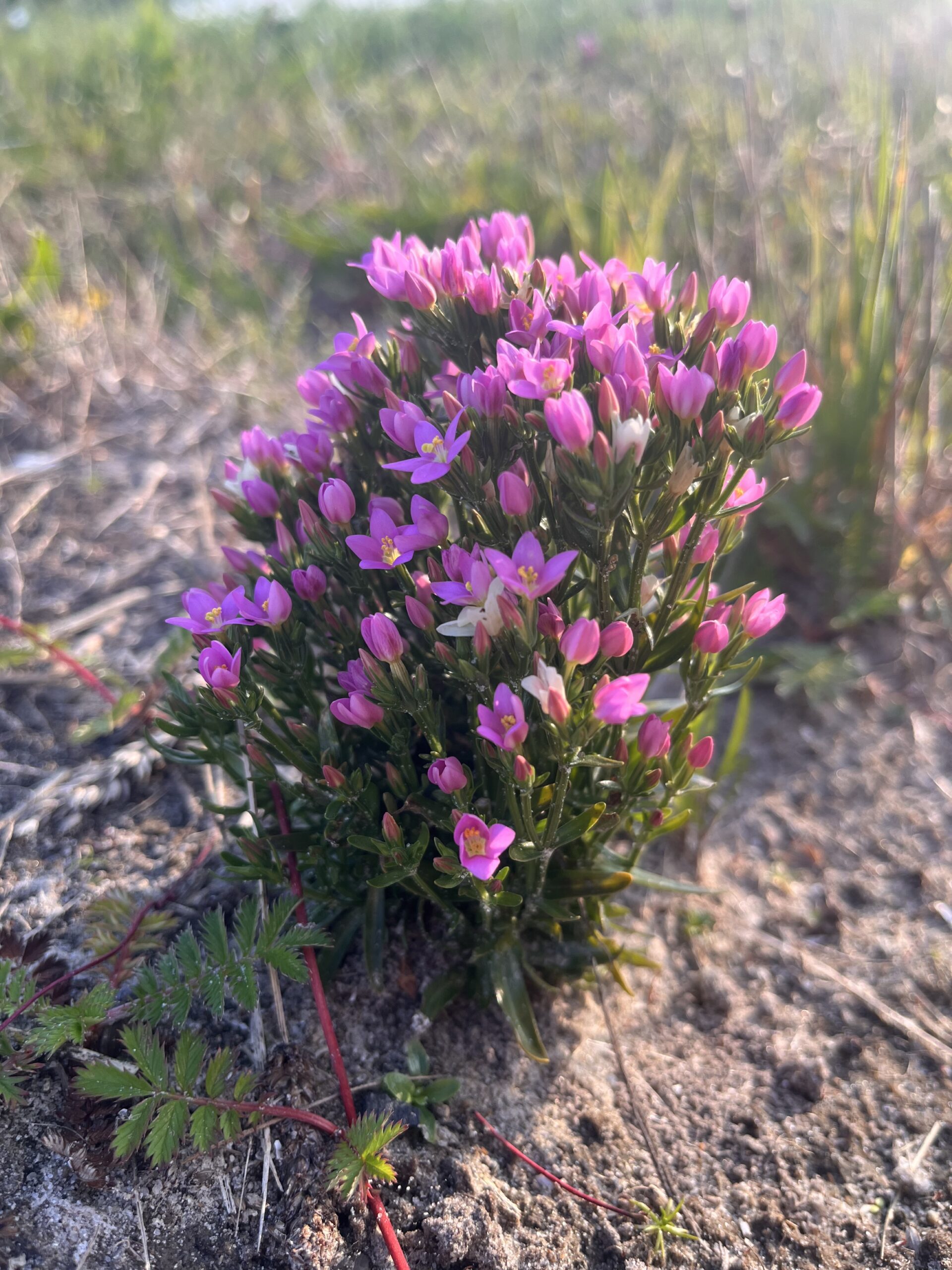 Червена тинтява (Centaurium erythraea) с розови цветчета, растяща на слънчева поляна