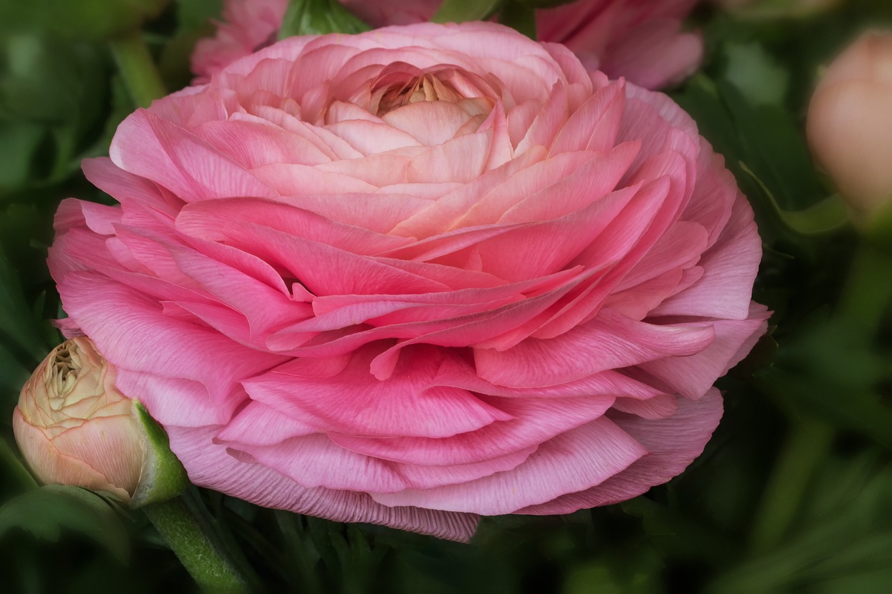 Ranunculus – многопластово градинско цвете с наситени цветове и пищен цъфтеж